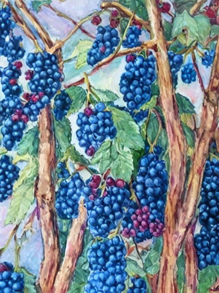 Boysenberry Classic 2 Fruit