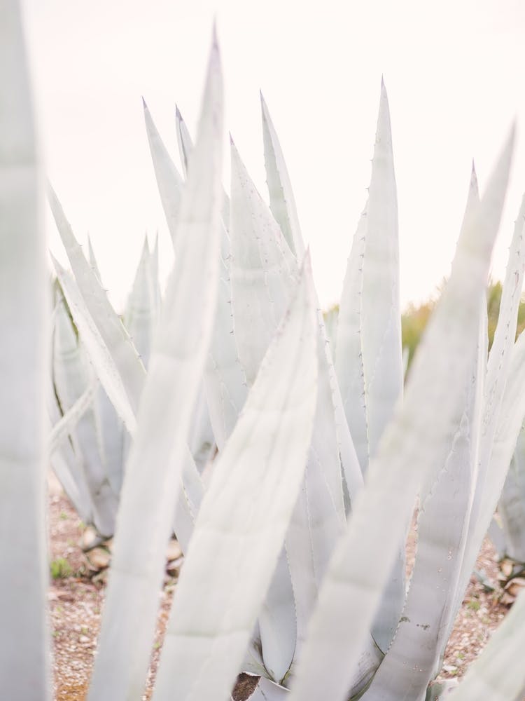 Bright Agave Plants