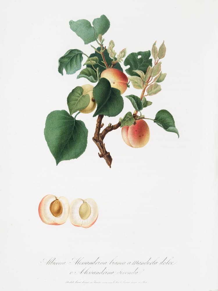 Apricot (Alessandrina Seconda) From Pomona Italiana (1817 - 1839), Giorgio Gallesio