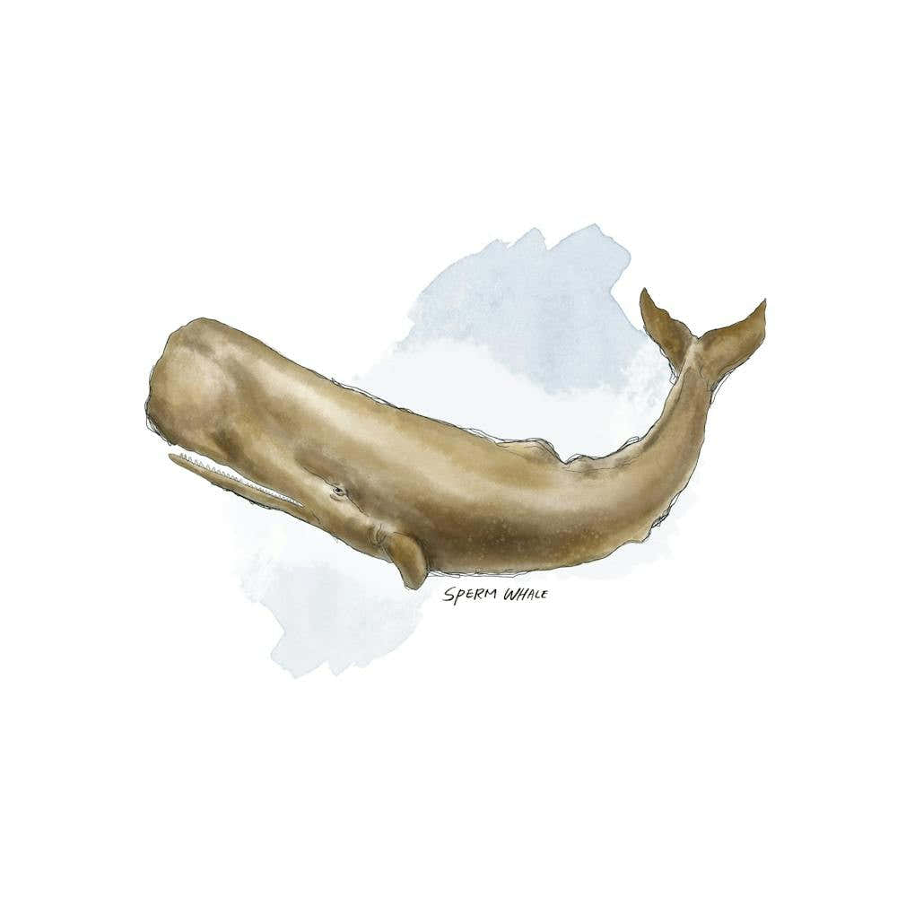 Sperm Whale