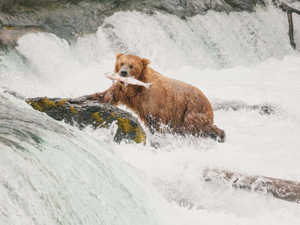 Grizzly Bear During Salmon Run