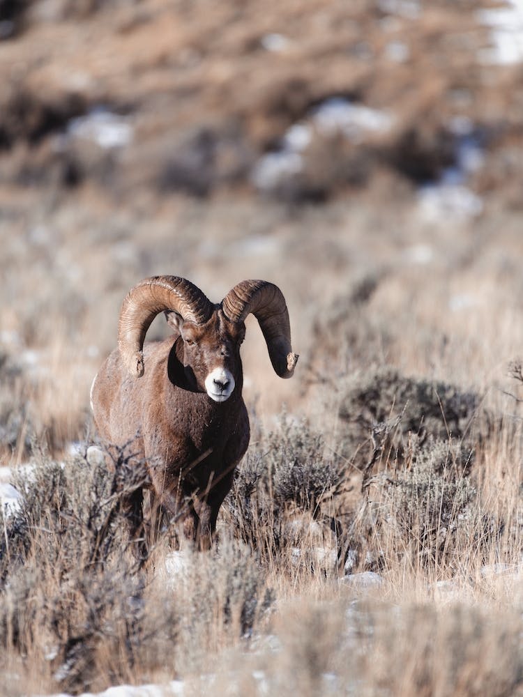 Wyoming Sheep