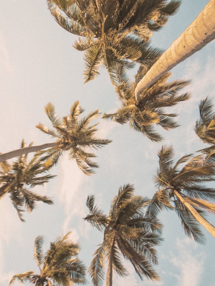 Palm Trees In The Sky