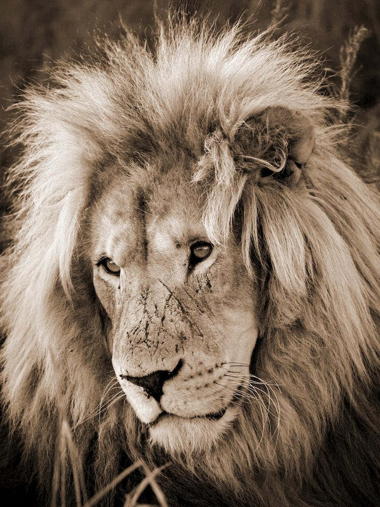 Lion King Sepia