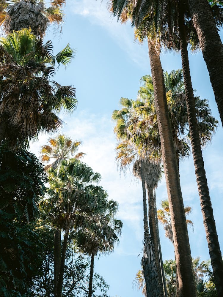 Botanical Garden Of Lisbon