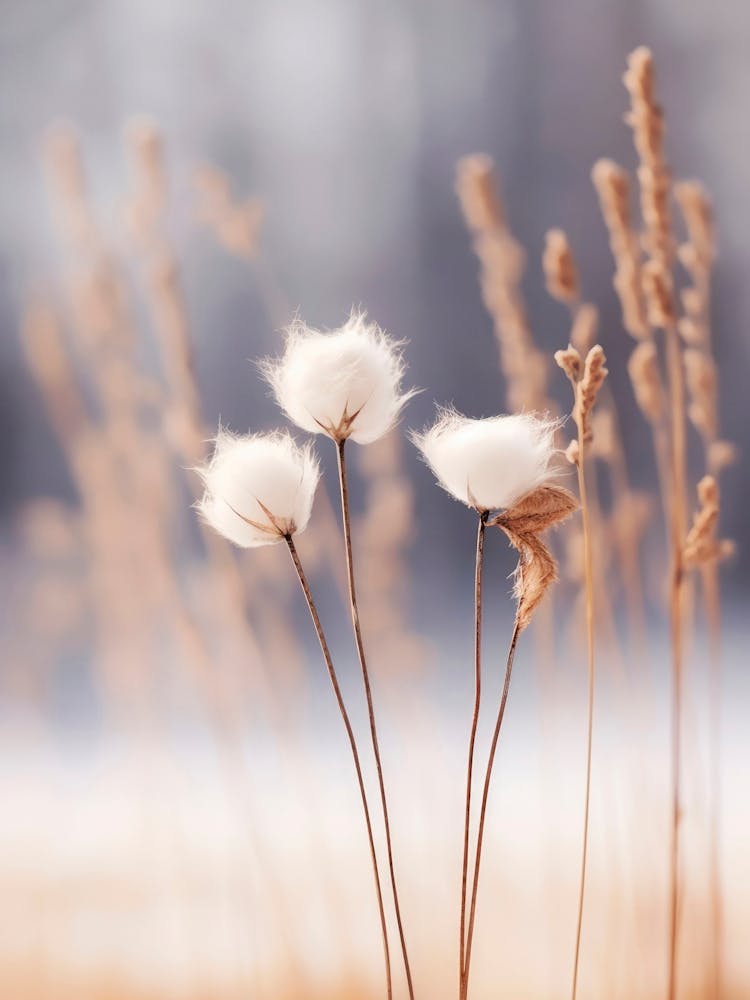 Cotton Flowers