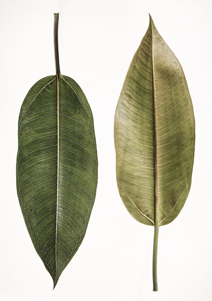 Leaf Study 05