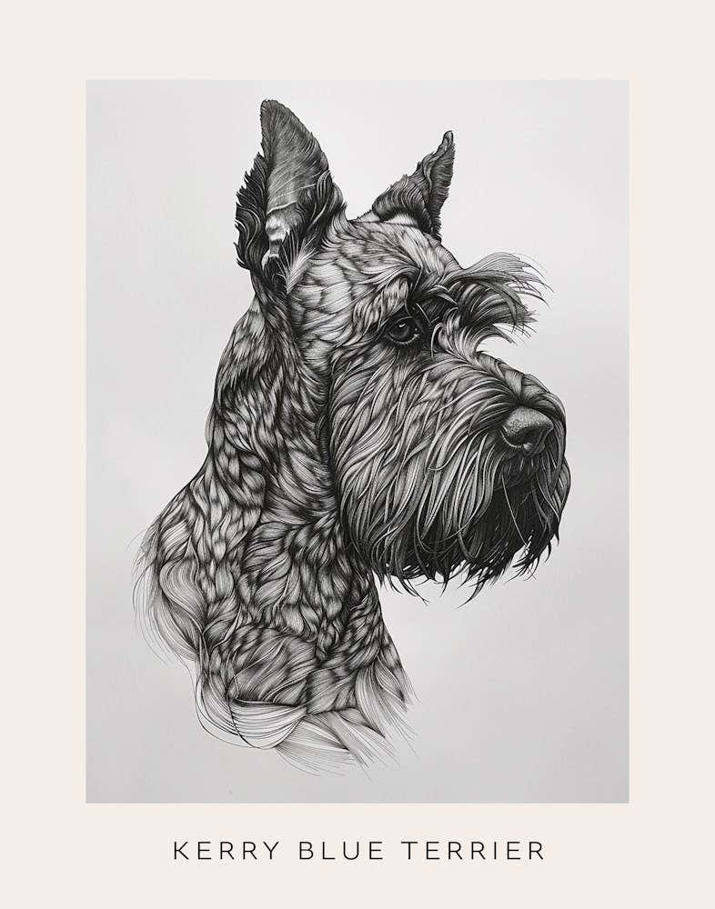 Kerry Blue Terrier Line Sketch 1 Poster