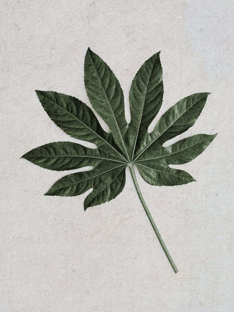 Tropical Aralia Leaf