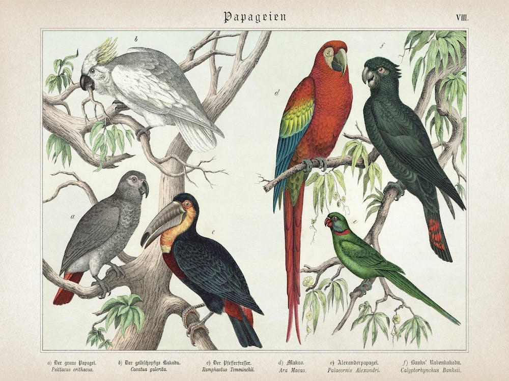 Vintage Schubert 5 Papageien 8