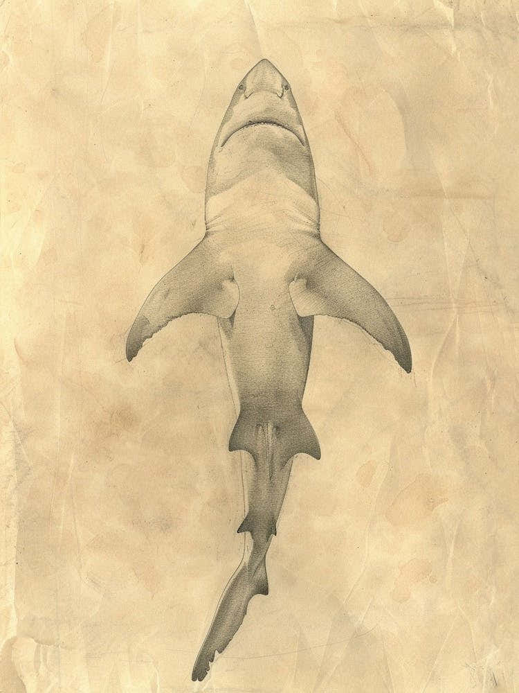 Wobbegong Shark Vintage Illustration 1