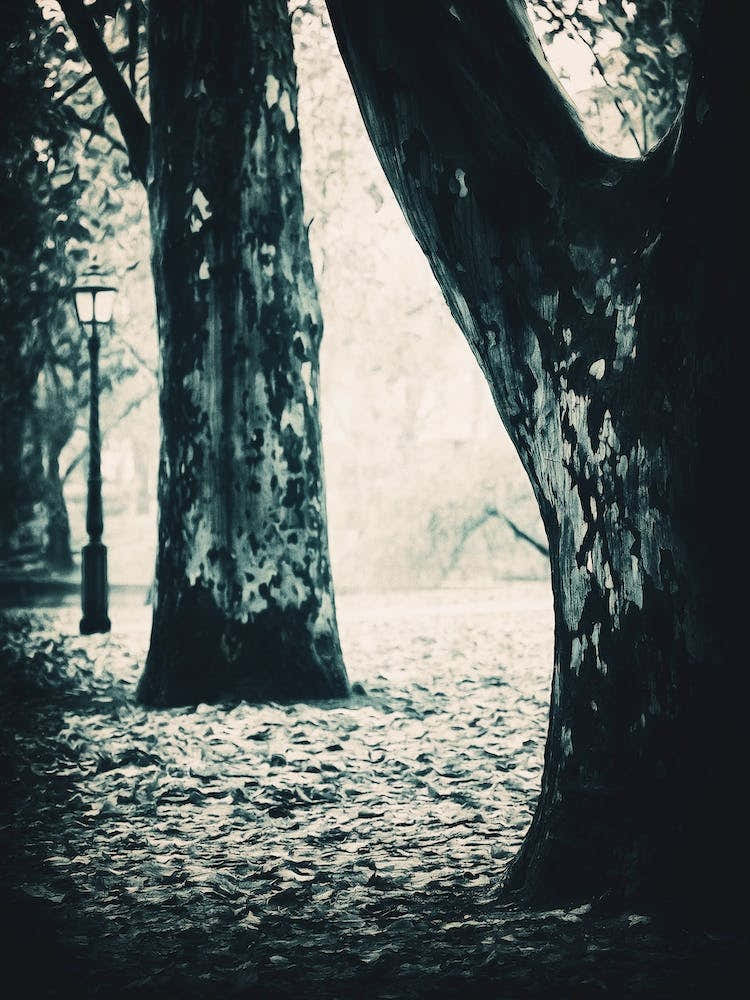 Lamppost In Woodland Clearing