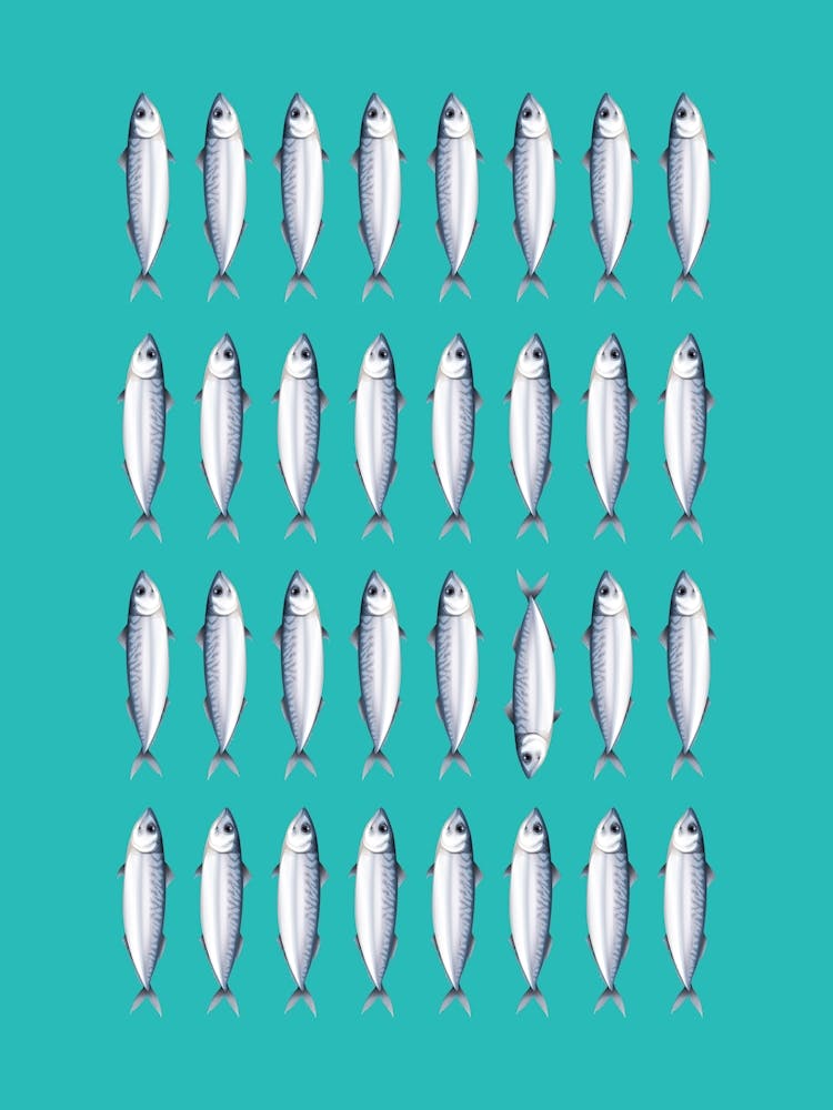 Mackerel Fish Kitchen Seaside