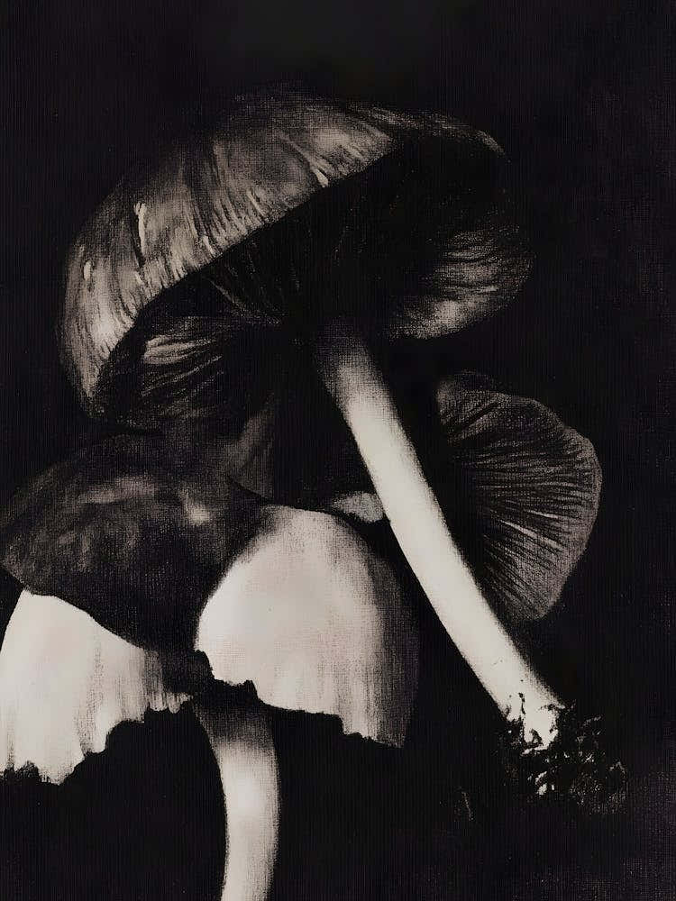 'Mushrooms' 1
