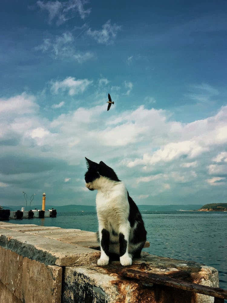 Beauty On The Coast Cat