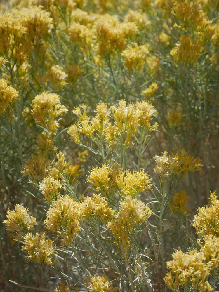 Yellow Wild Flowers