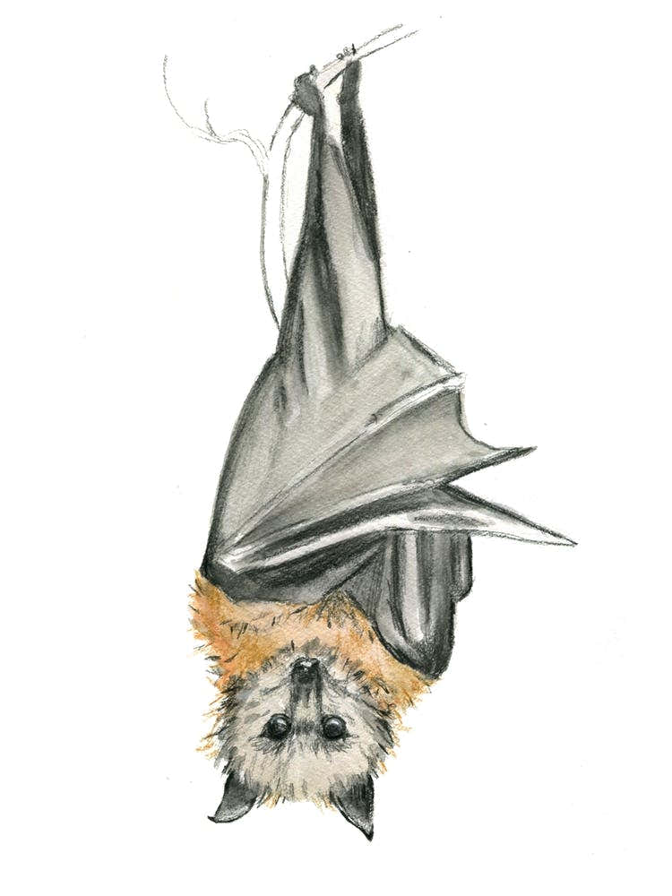 Bat