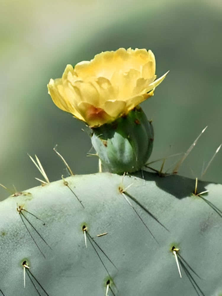 Cactus Flower
