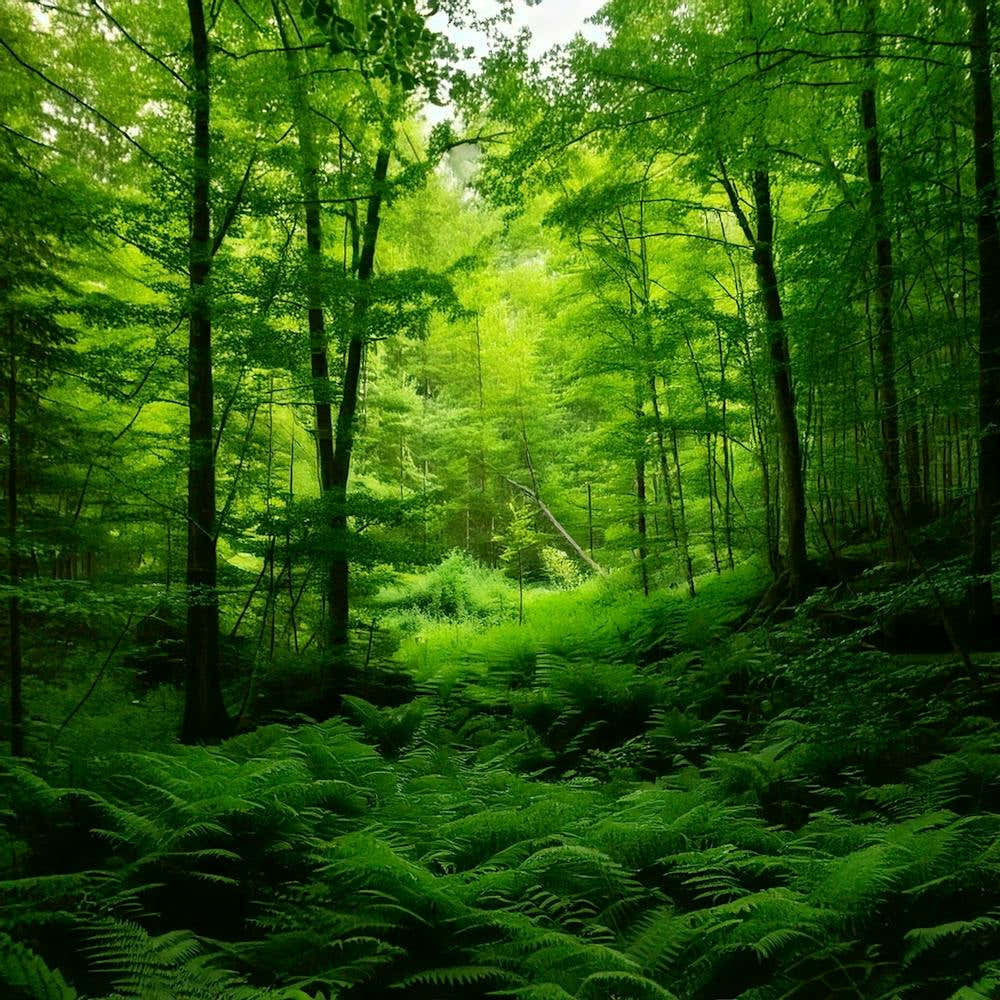 Firefly Emerald Green Forest Enhances Green Tones For Lush, Vibrant Foliage 3