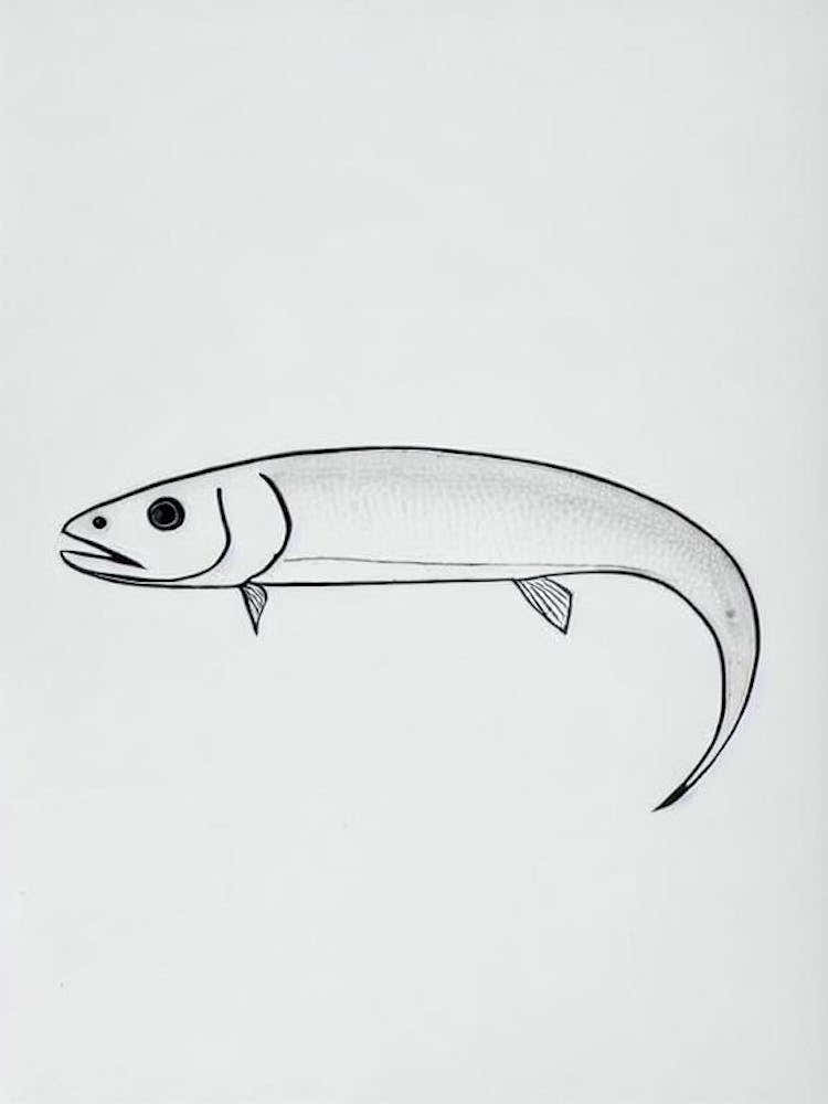 Hake Black & White Drawing