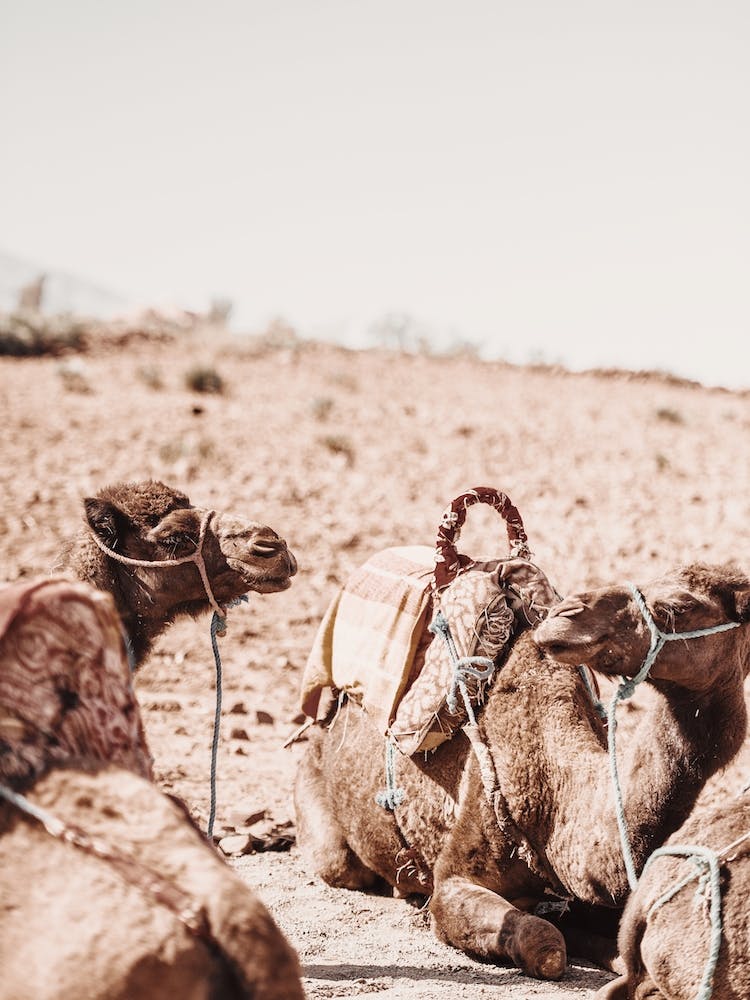 Desert Camels