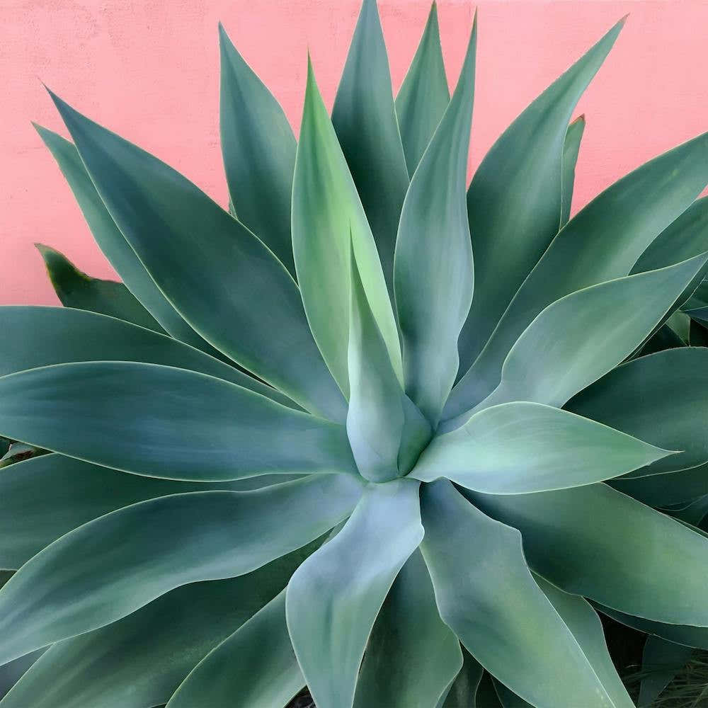 Agave Succulent Square