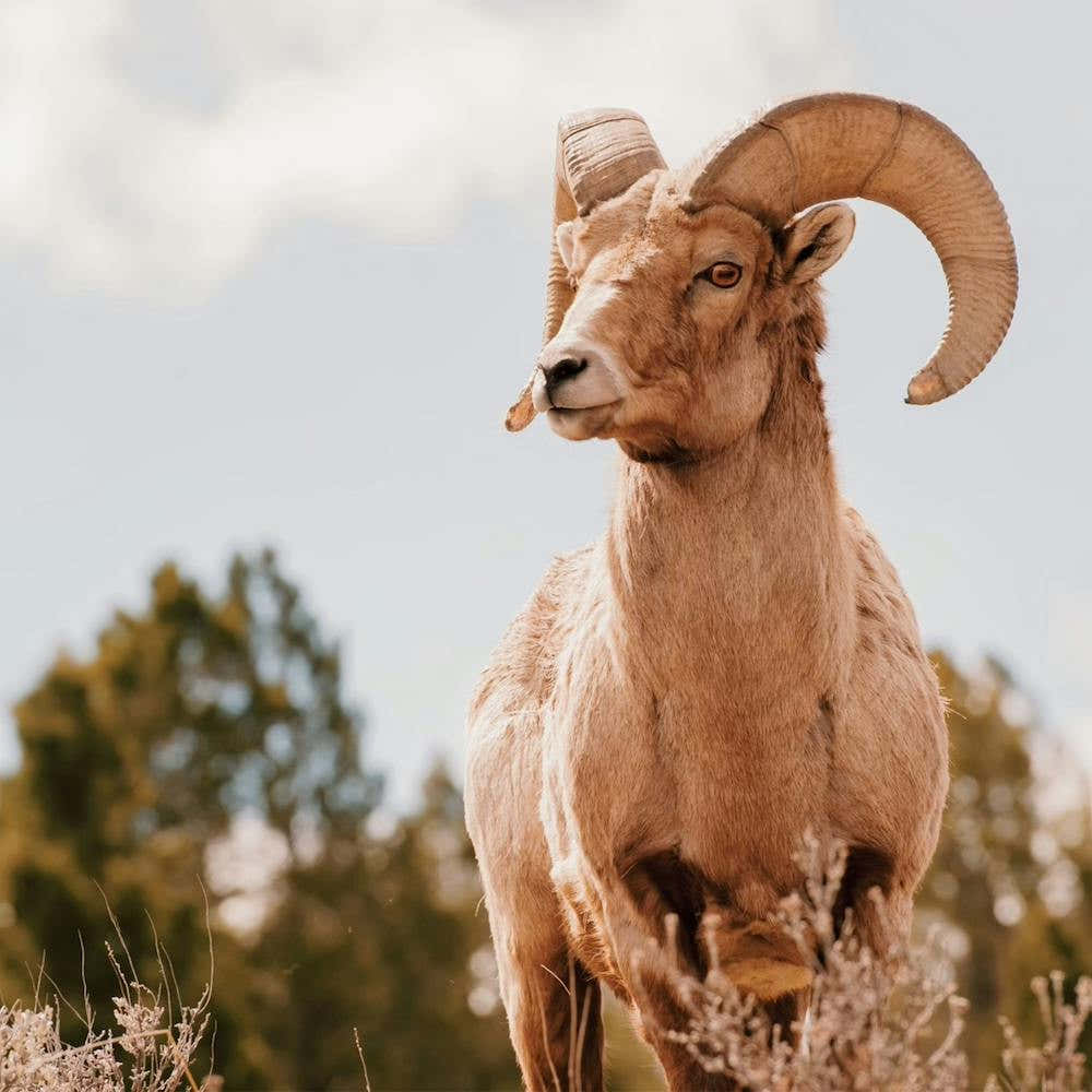 Desert Bighorn Sheep Square