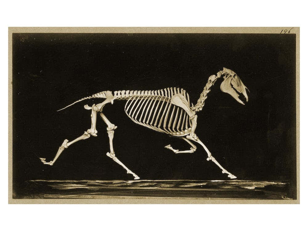 Skeleton Of A Running Horse