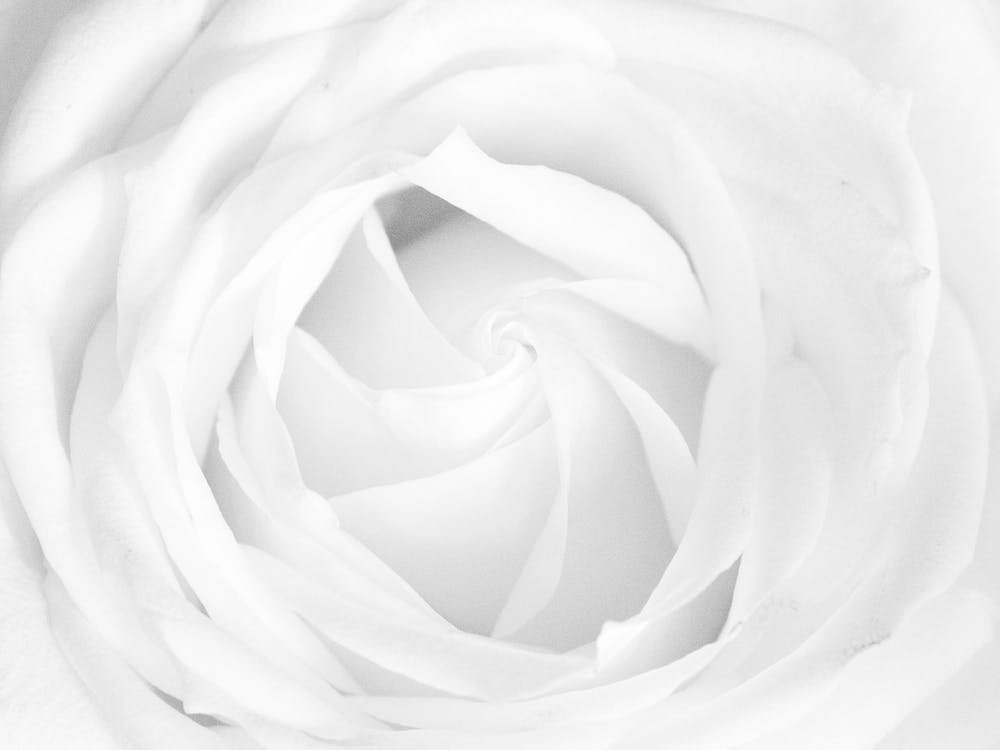 White Rose