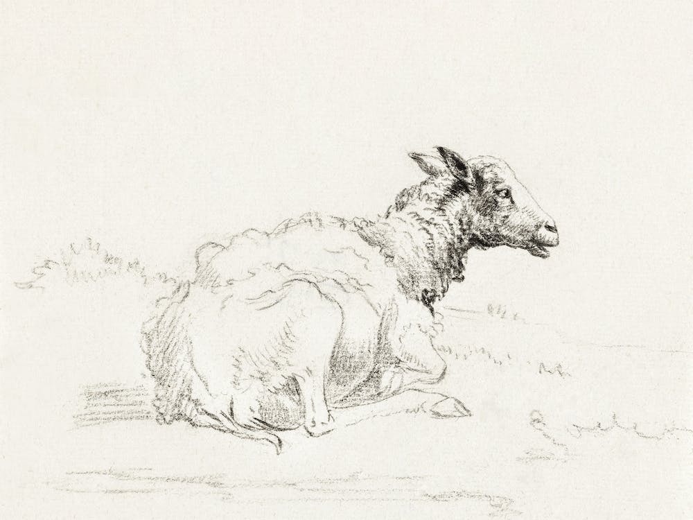 Lying Sheep 1, Jean Bernard