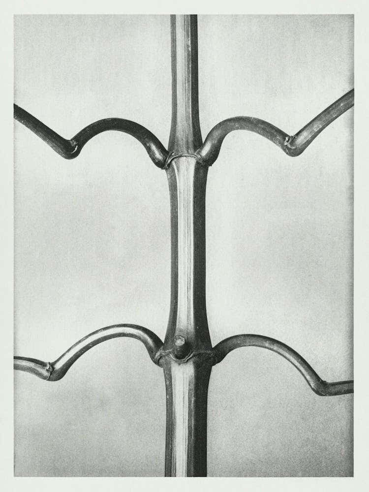 Hardy Indian Balsam (1928), Karl Blossfeldt