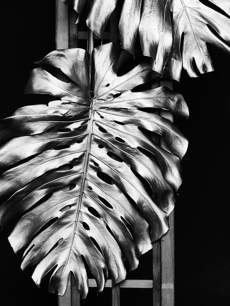 Monster Leaf