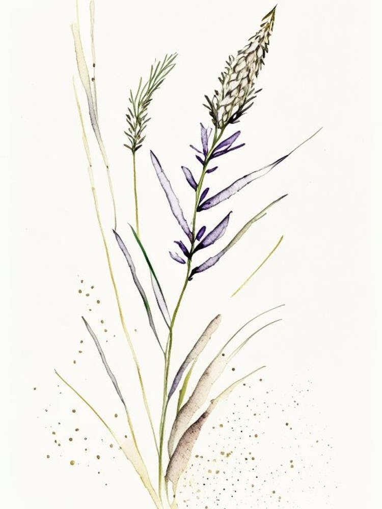 Psyllium Herb Minimalist Watercolour 1
