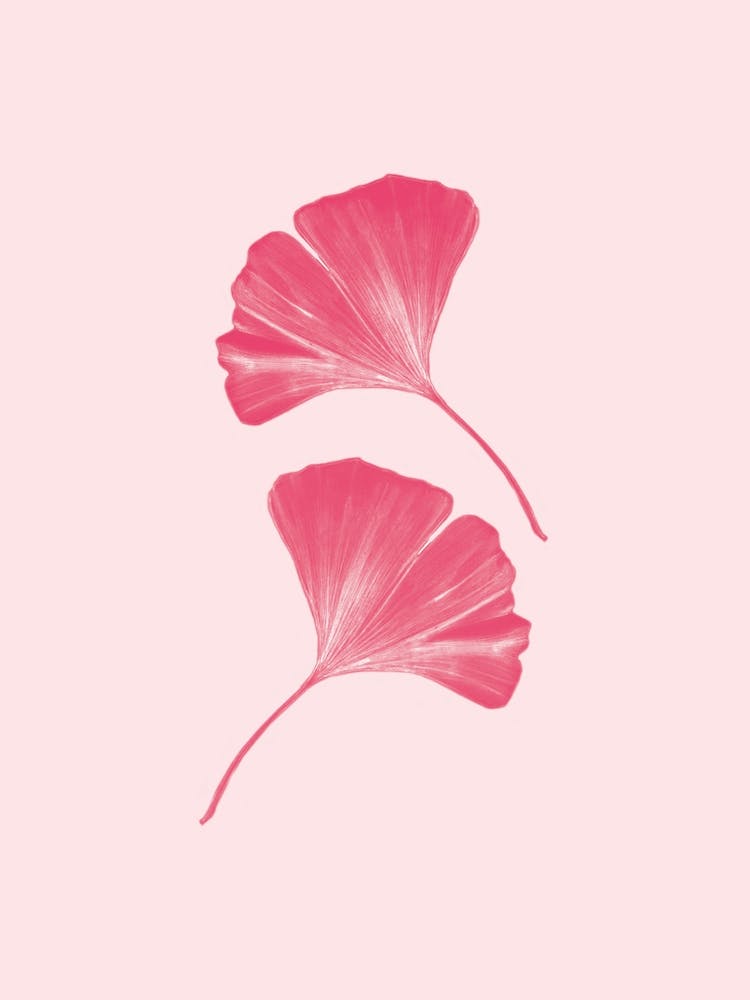 Pink Ginko Handrawn