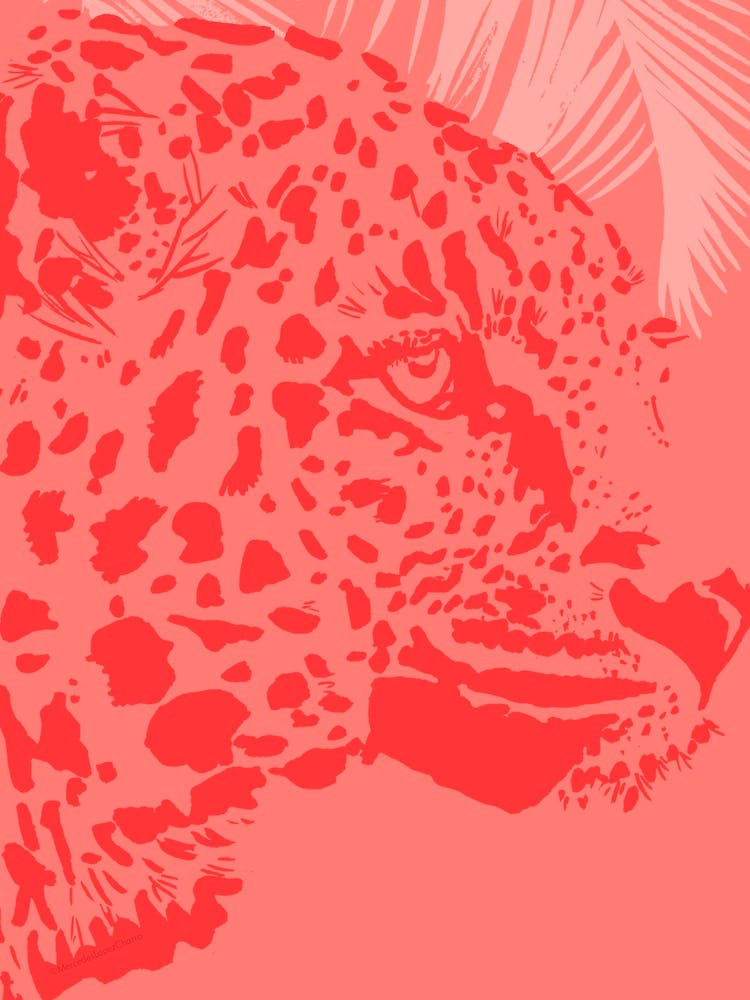 Cheetah Head Coral
