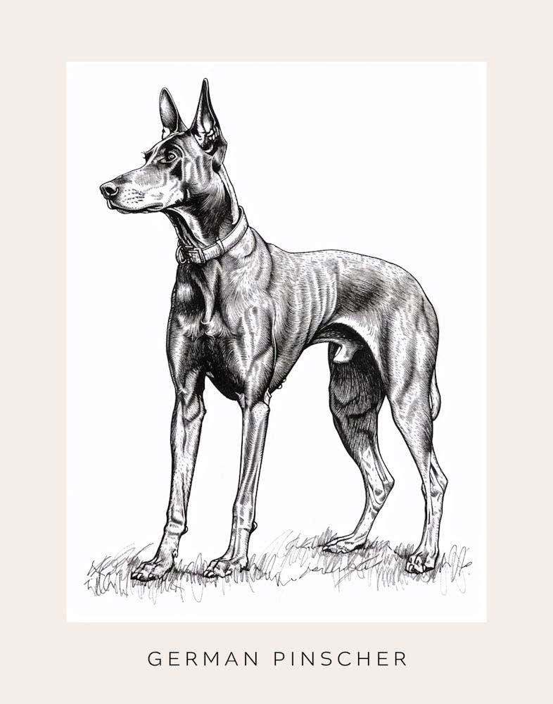 German Pinscher Dog Line Art 3 Poster