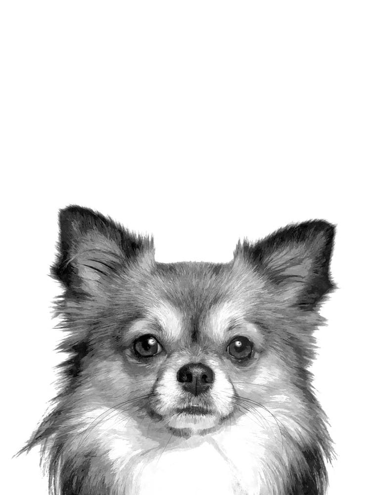 Black and White Chihuahua Dog Illustration