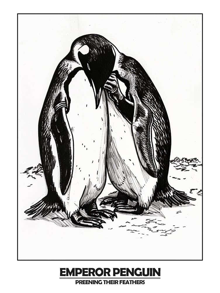 Penguin Preening Their Feathers Poster 5