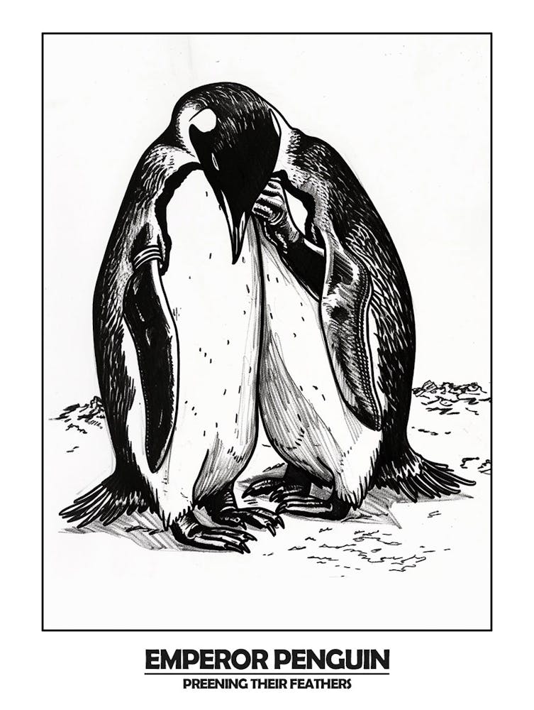 Penguin Preening Their Feathers Poster 5
