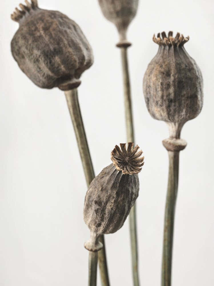 Dried Poppies_2191089