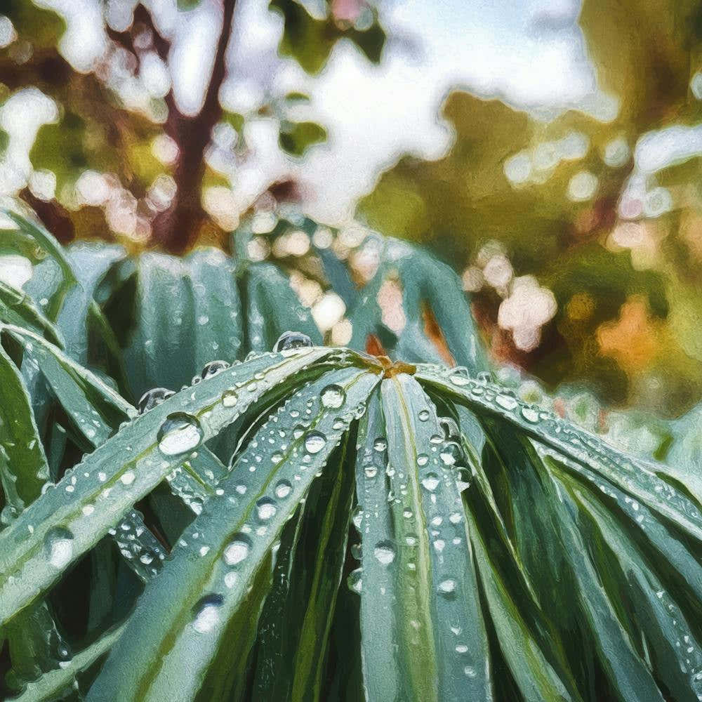 Raindrops On Leaves
