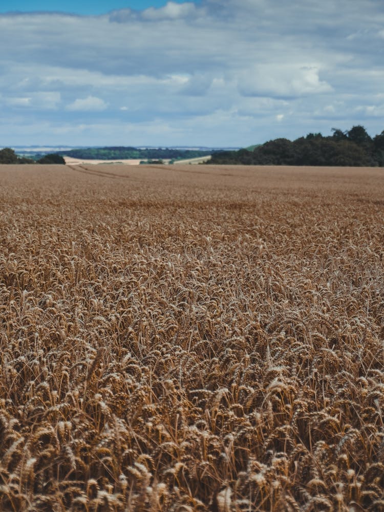 Wheat Field
