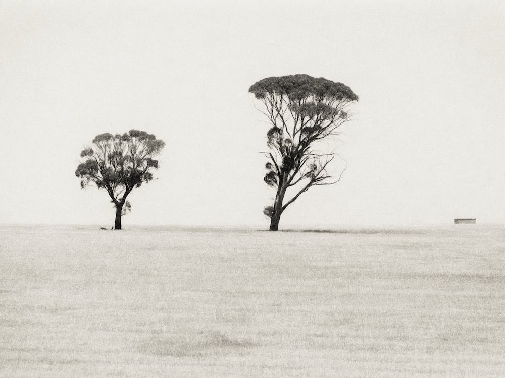 Wheatbelt Landscape