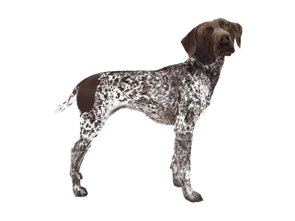 German Shorthaired Pointer