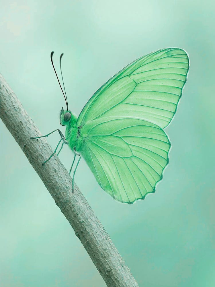 Butterfly - Butterfly Stock Videos & Royalty-Free Footage