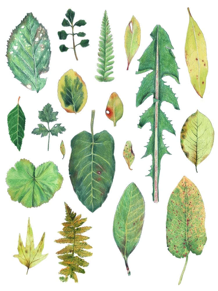 Leaves