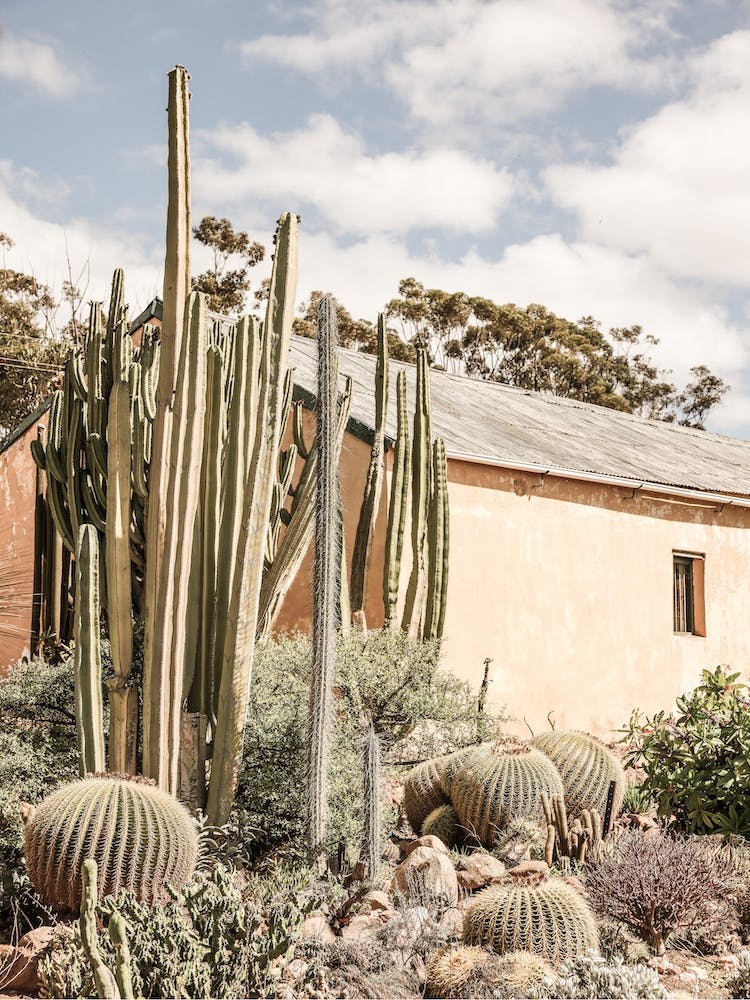 Karoo Garden