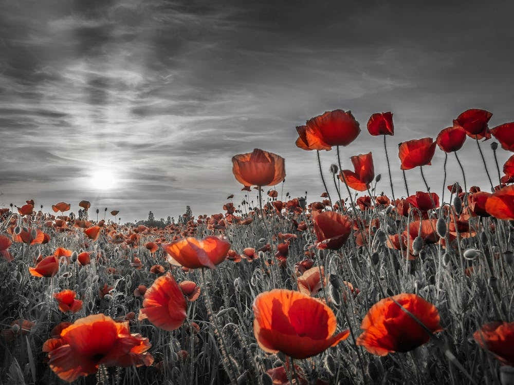 Colorkey Poppies In The Sunset