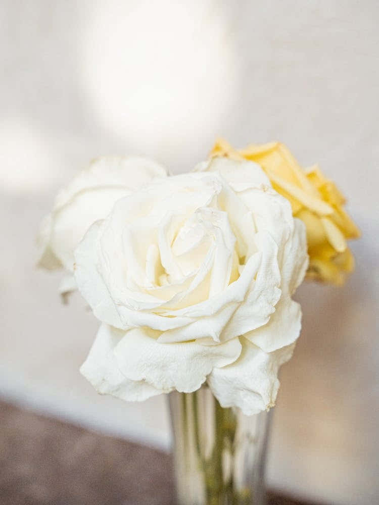White Roses