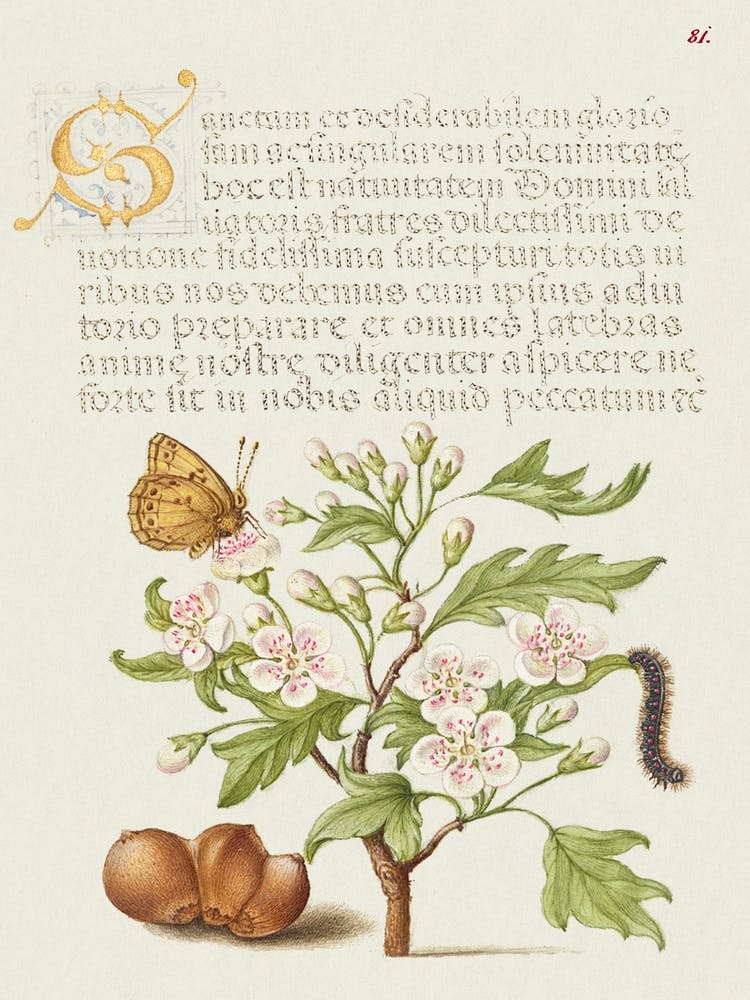 Insect, English Hawthorn, Caterpillar, And European Filbert, Joris Hoefnagel
